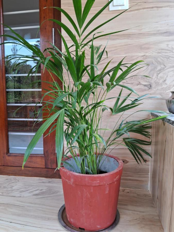 Coorg Teakwood Treasure Homestay Madikeri Dış mekan fotoğraf