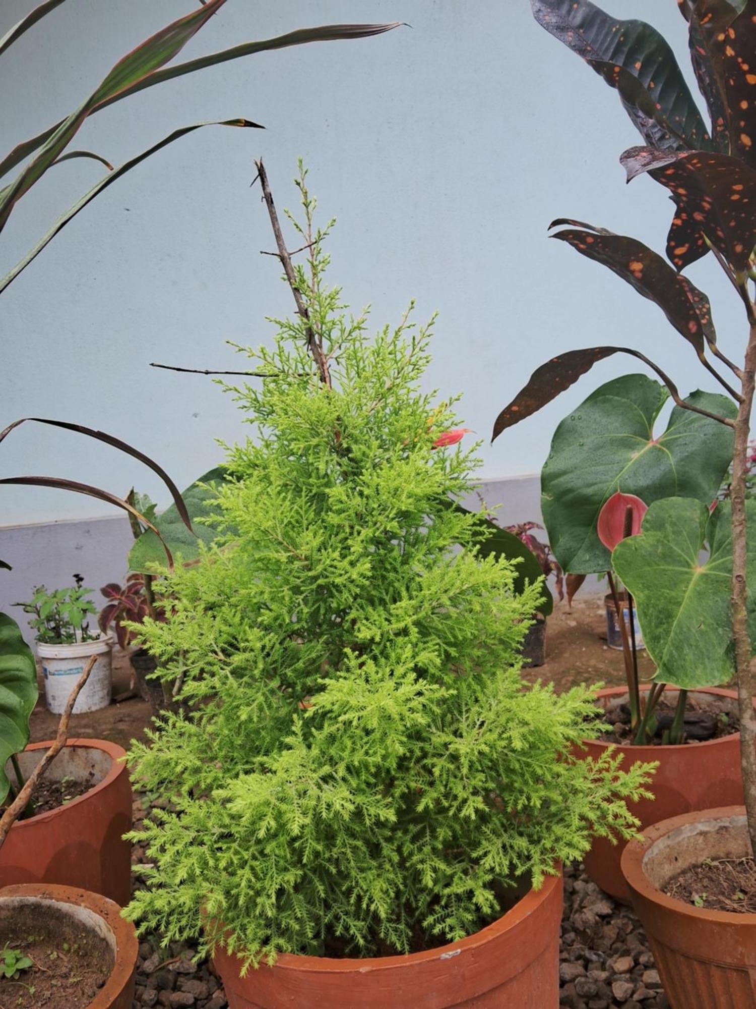 Coorg Teakwood Treasure Homestay Madikeri Dış mekan fotoğraf