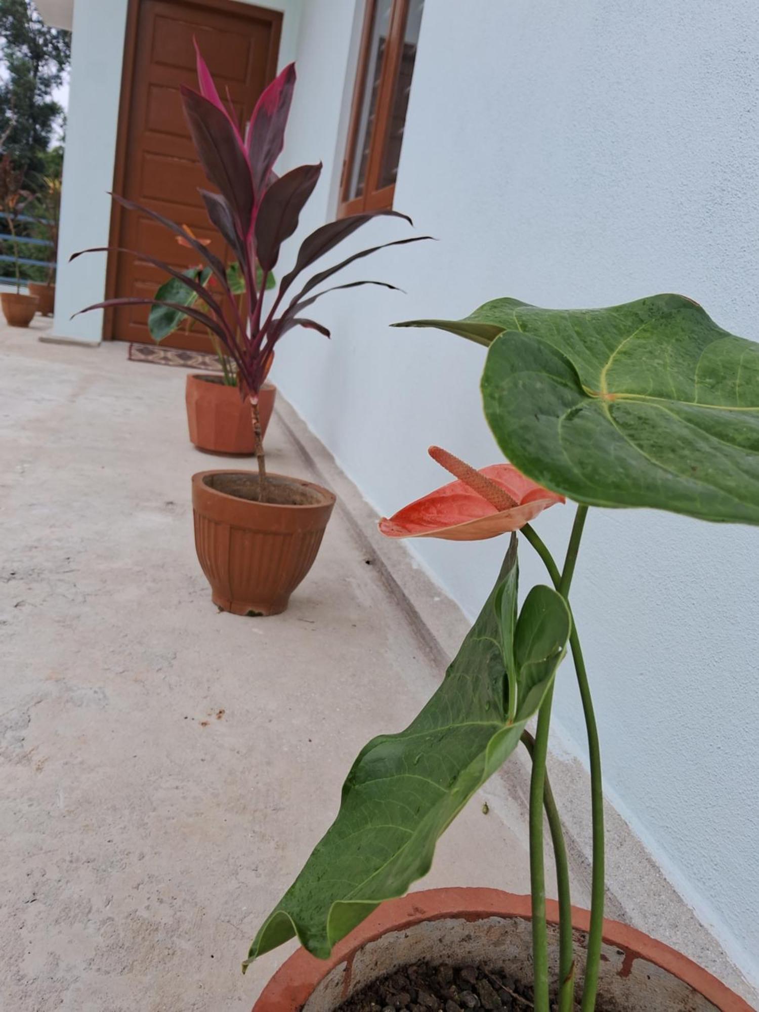 Coorg Teakwood Treasure Homestay Madikeri Dış mekan fotoğraf